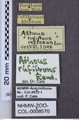 Etiketten zu Athous rufifrons (NHMW-ZOO-COL-0008570)